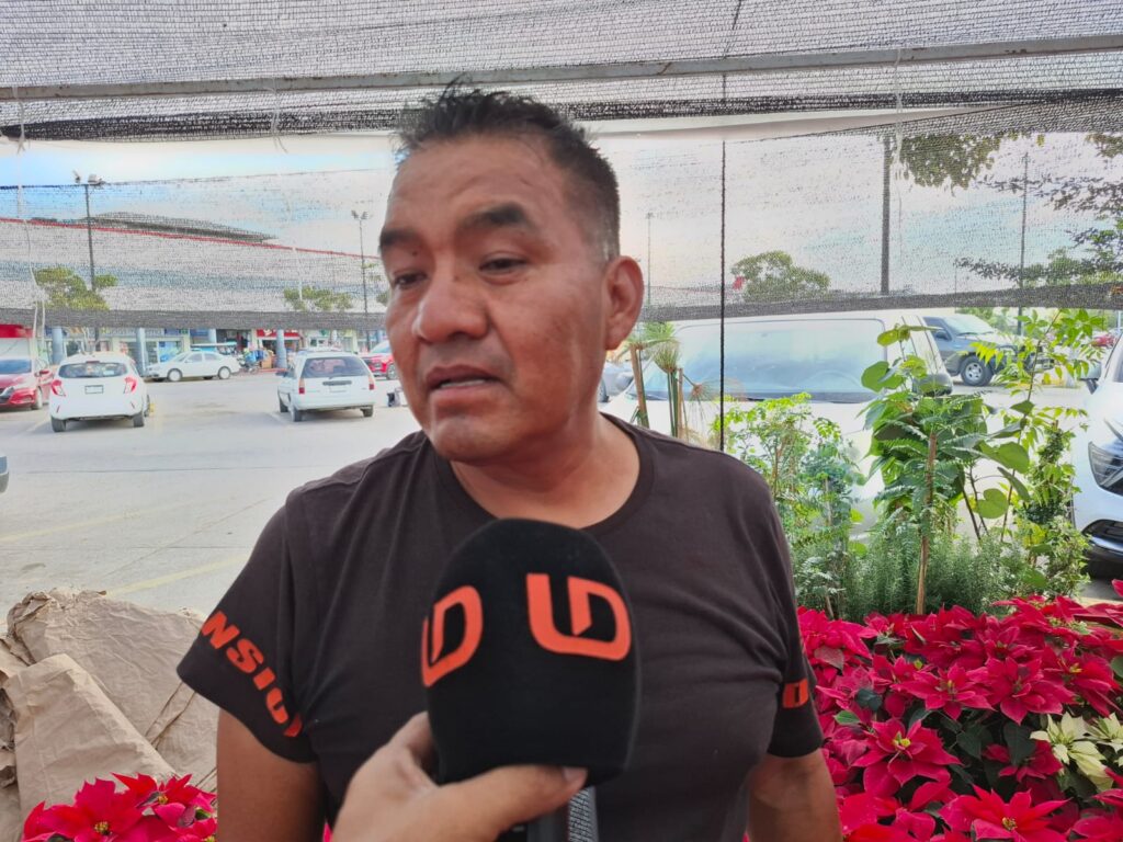 En aumento la venta de flor de nochebuena y pinos navideños naturales en Mazatlán