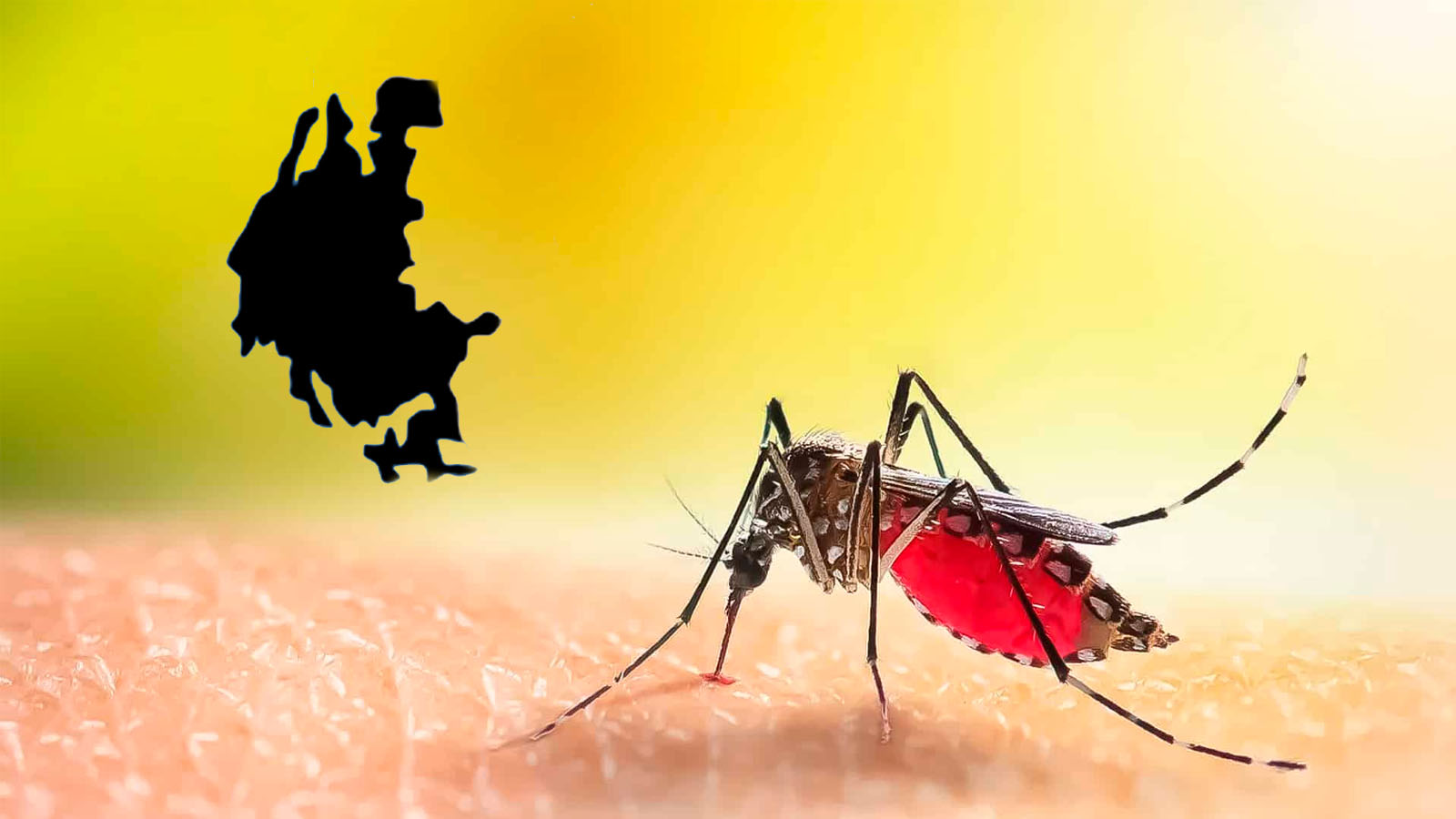 Mosquito transmisor del Dengue y Municipio de Ahome