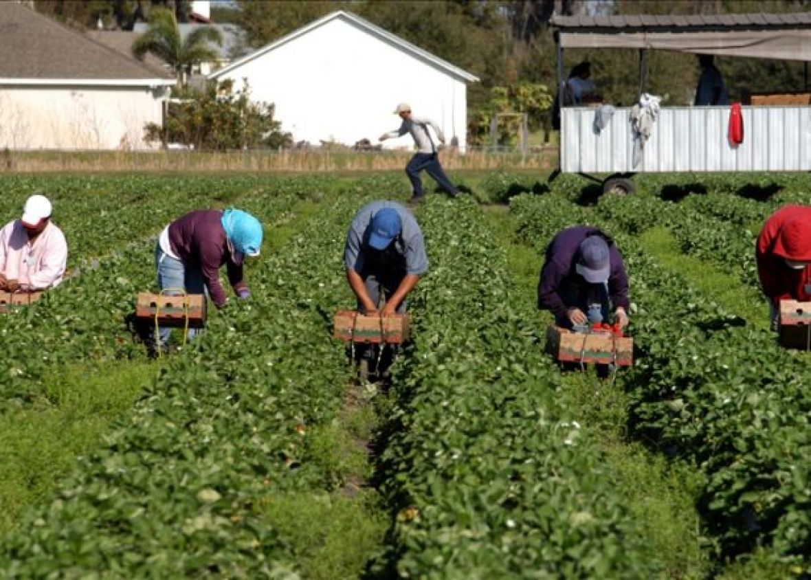 Empresa en EU busca trabajadores agrícolas para laborar por temporadas: estos son los requisitos