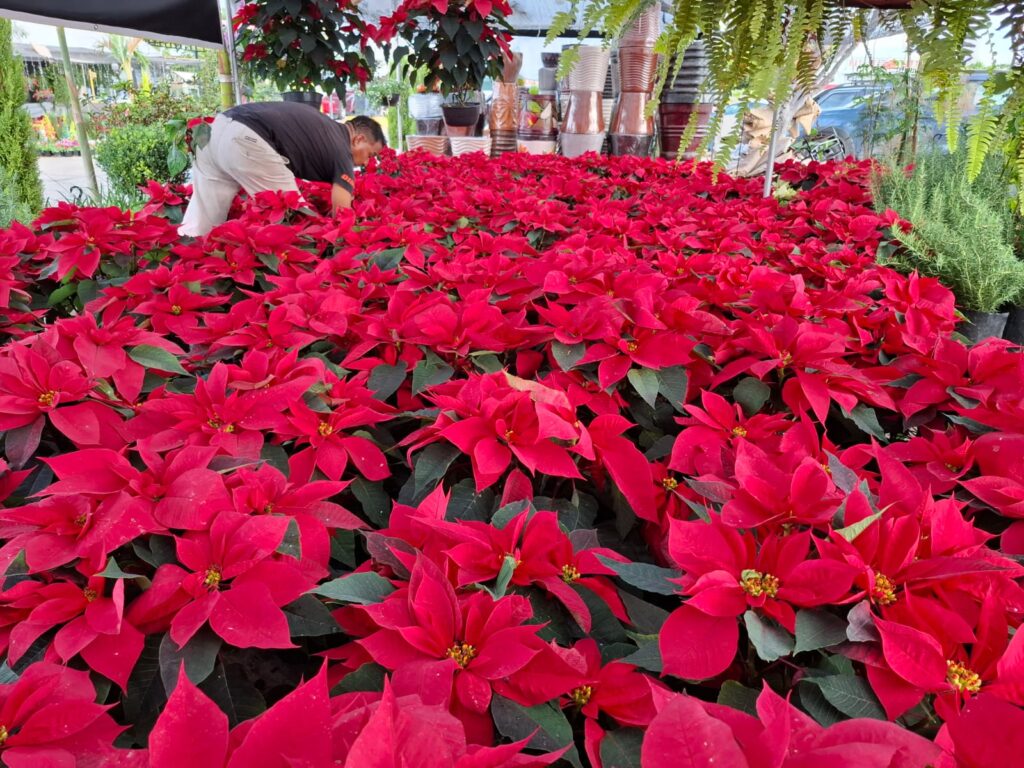 En aumento la venta de flor de nochebuena y pinos navideños naturales en Mazatlán