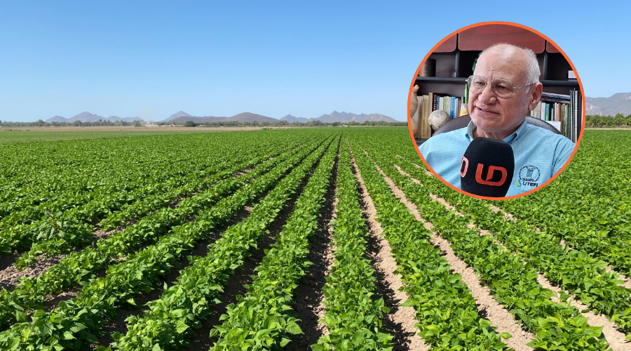 Francisco Javier Orduño Cota y al fondo un cultivo de frijol