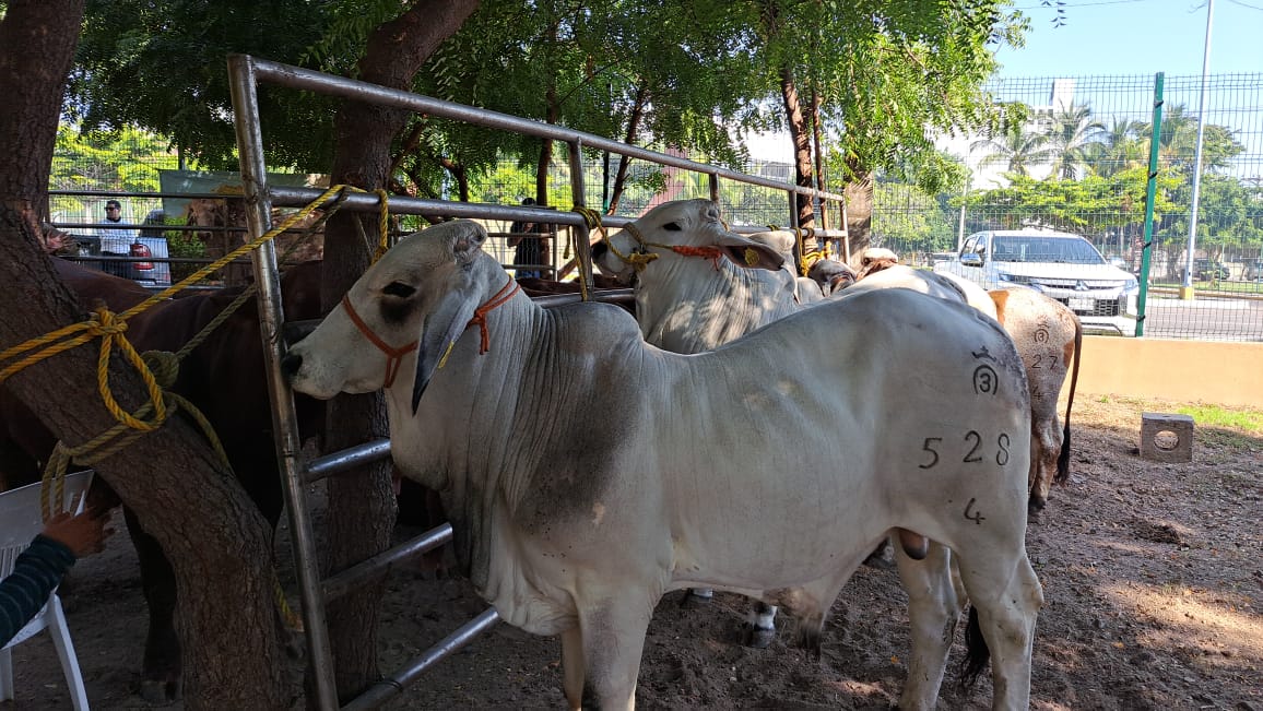 Reses atadas en un corral