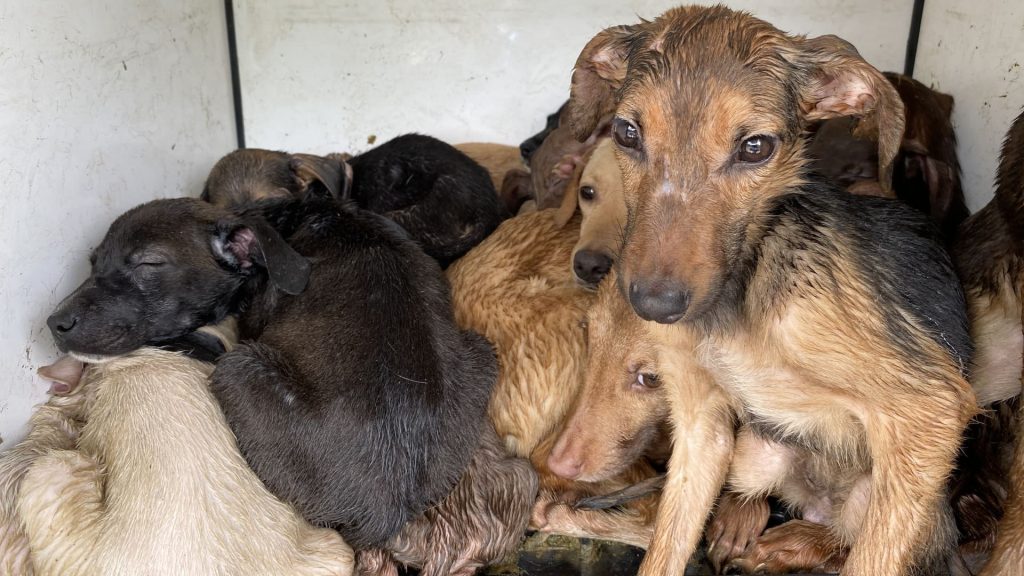 Perritos rescatados