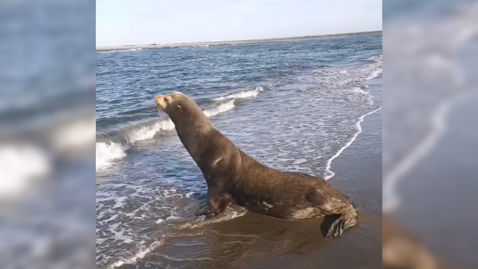 lobo marino en playa de Guasave