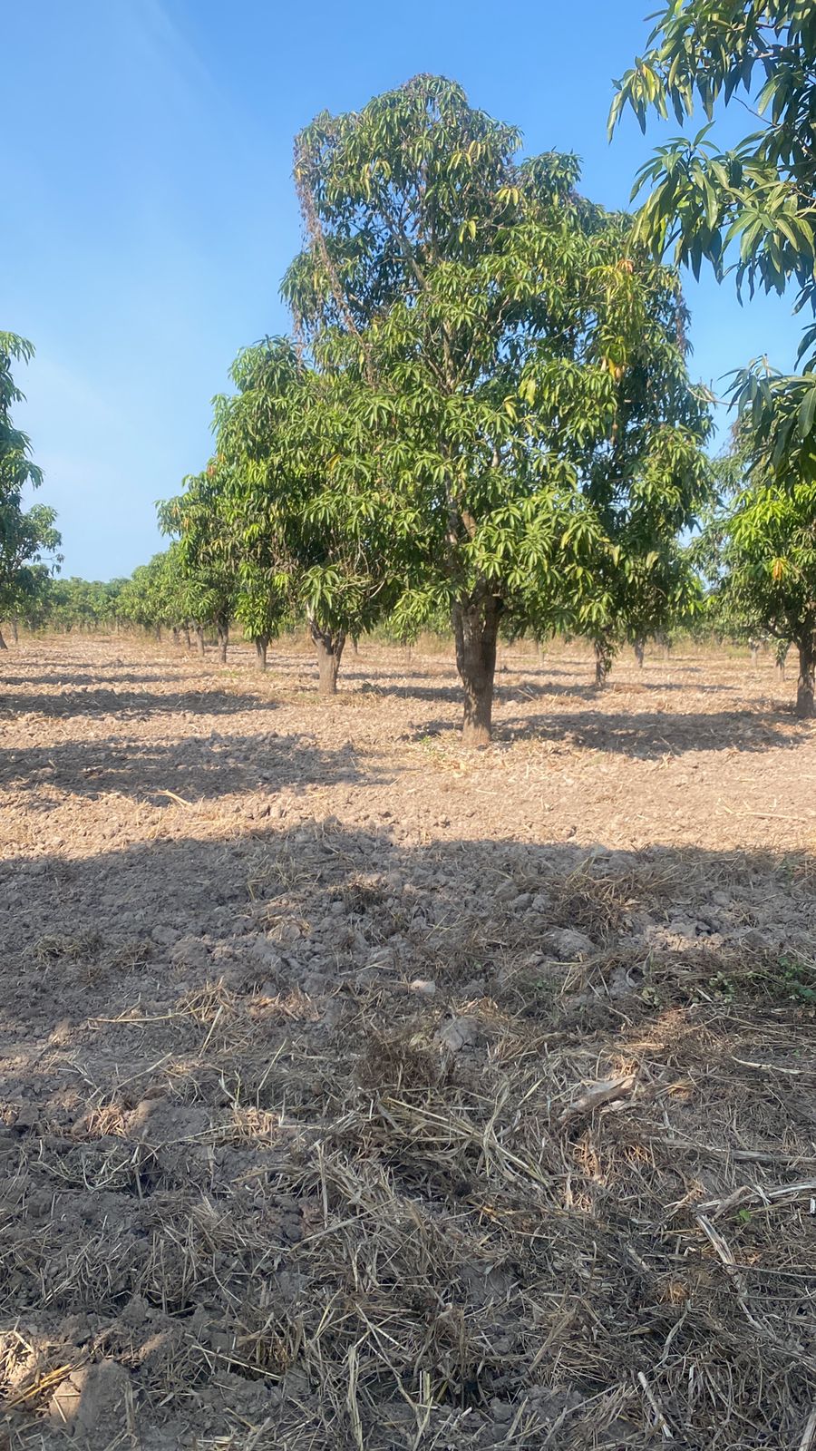 Árbol de mango.