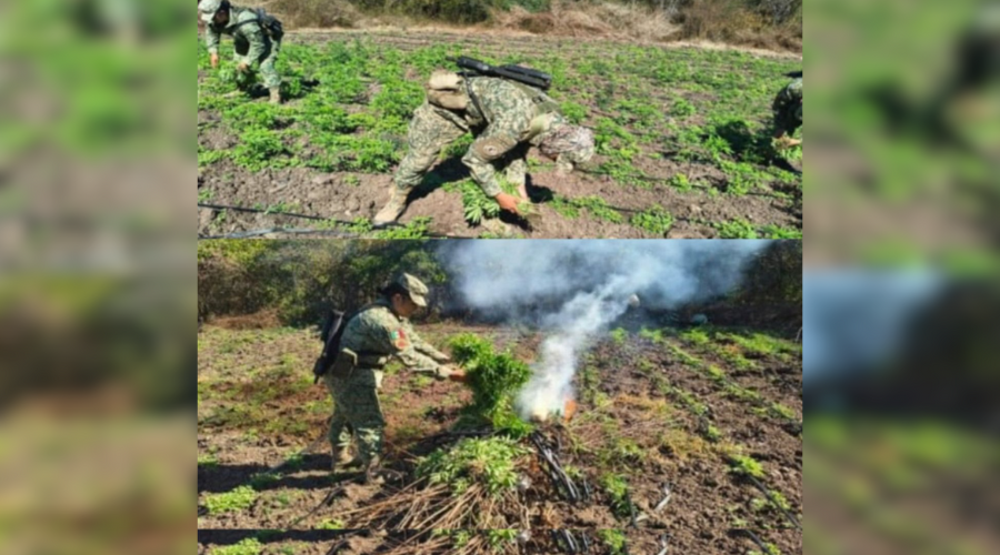Militares destruyendo el plantío de mariguana.