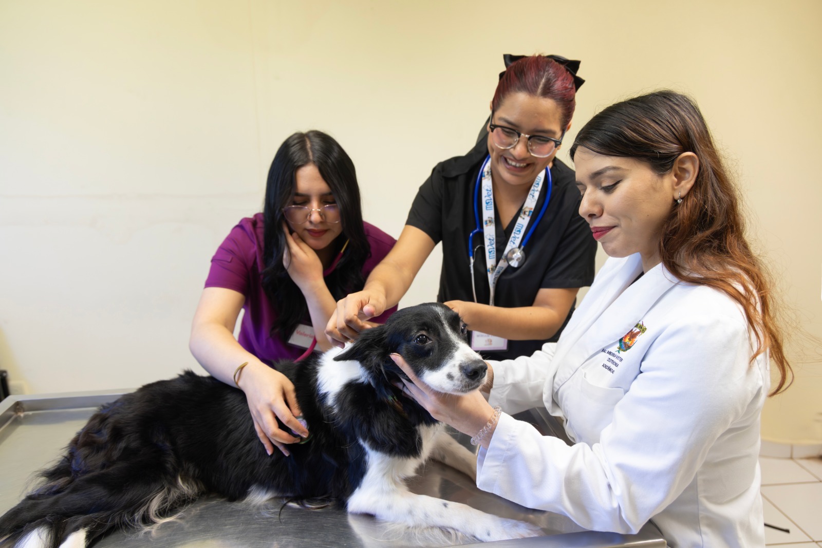 Perrito siendo atendido por médicas veterinarias.