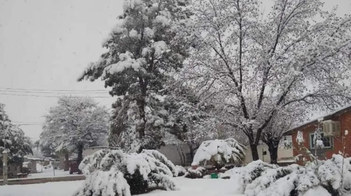 Lugar boscoso cubierto de nieve blanca