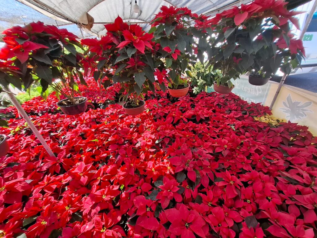 Plantas de Nochebuena a la venta en Mazatlán