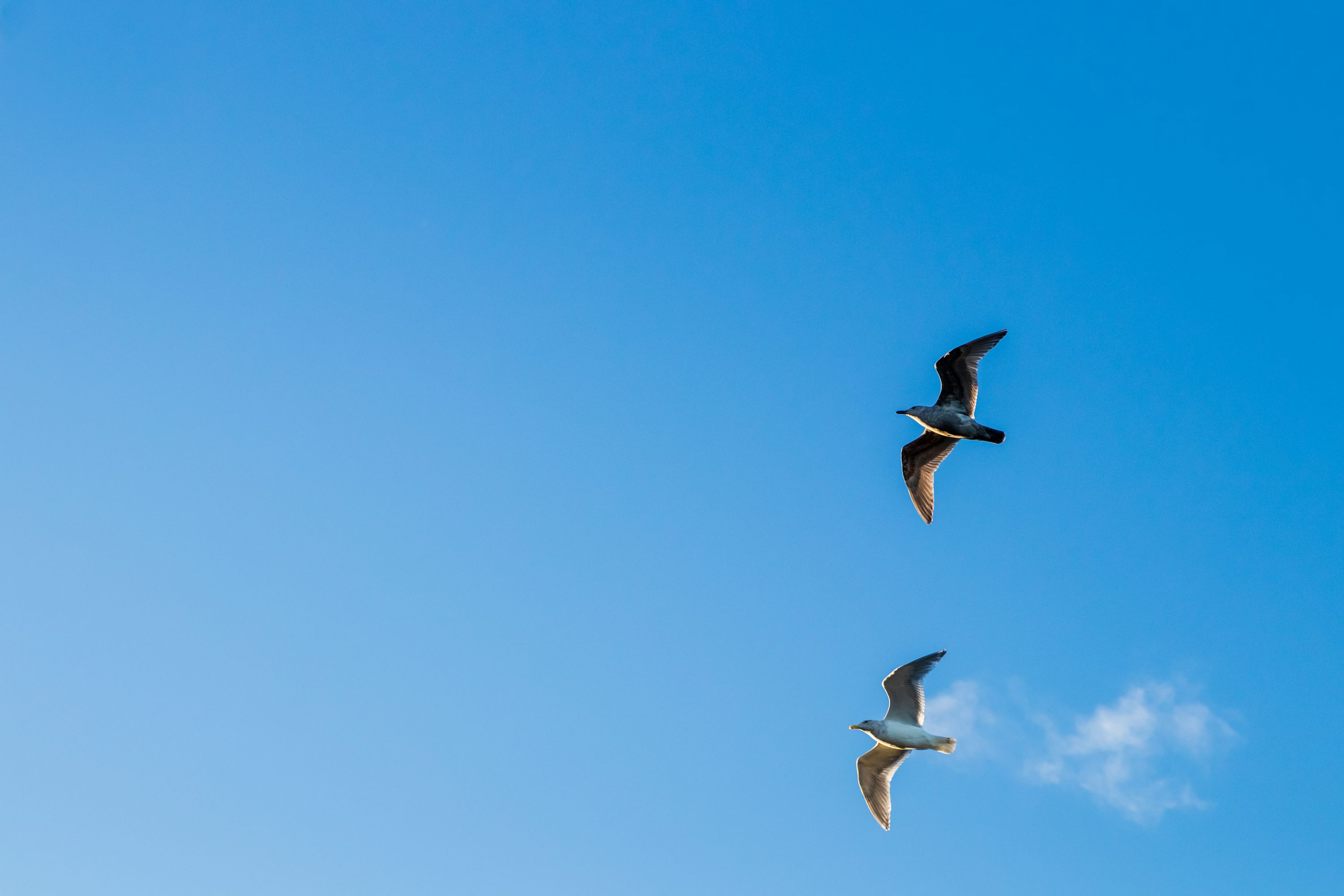 Pájaros en cielo azul despejado