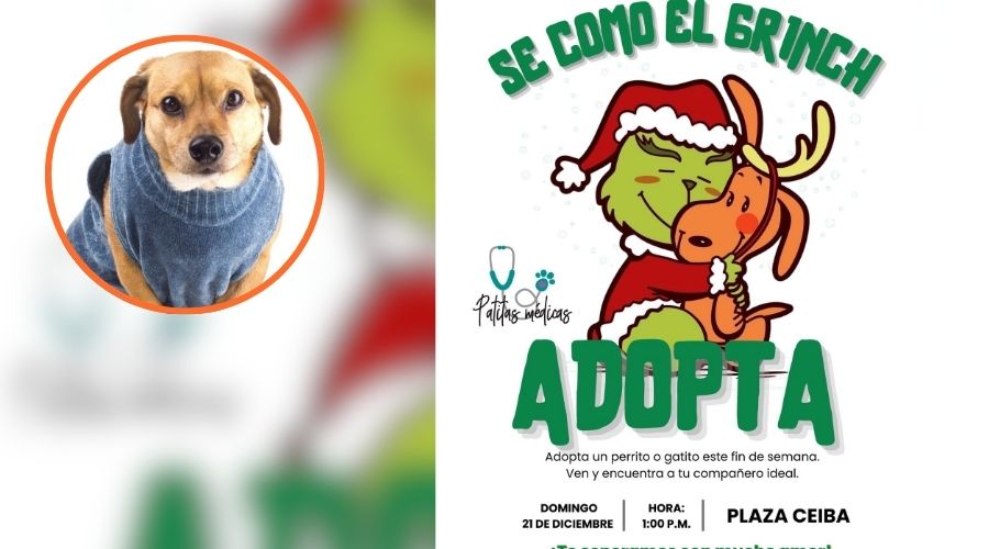 Perrito con abrigo junto a una imagen del grinch
