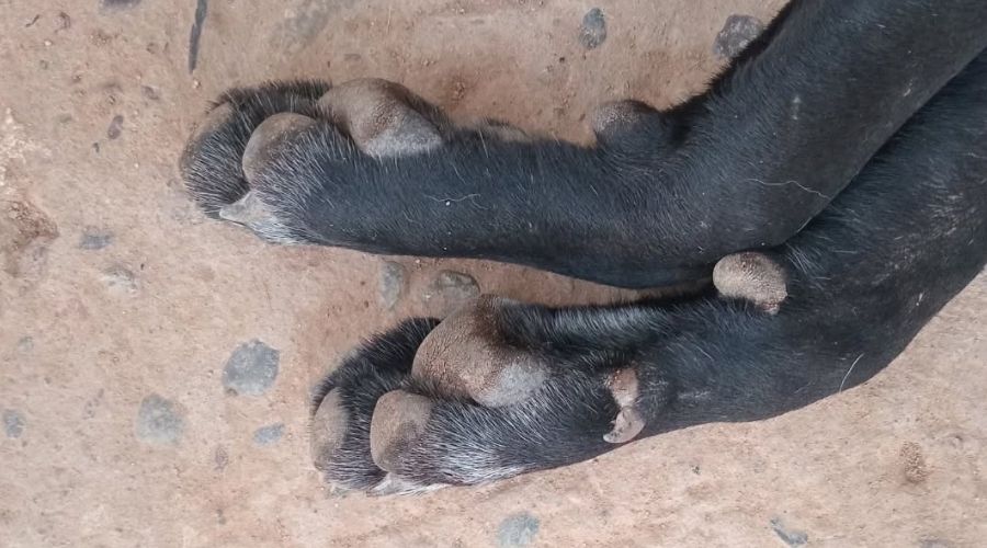 Patitas de perro sobre el suelo