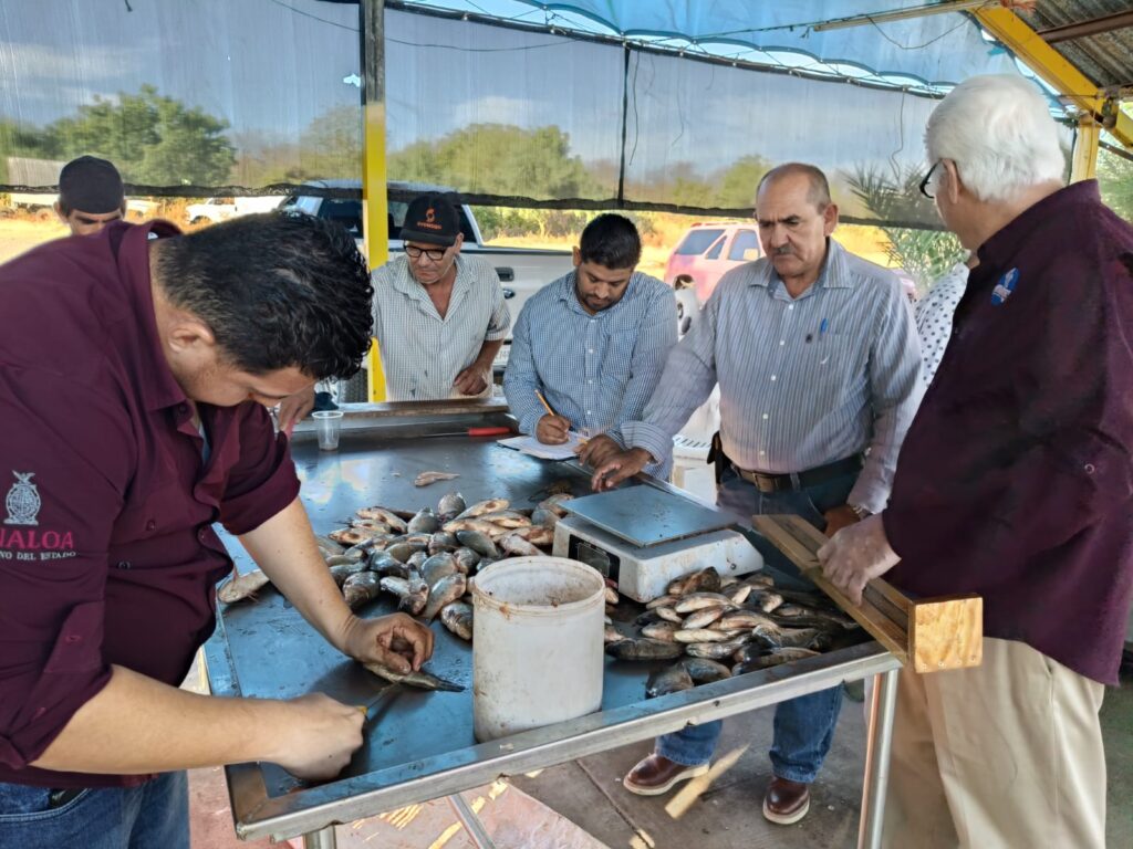 Pescadores en muestreo de pescados de presa Eustaquio Buelna