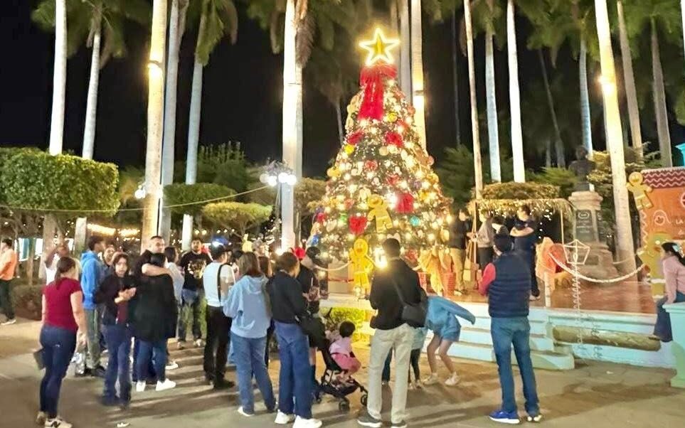 Pino navideño en El Fuerte, Sinaloa