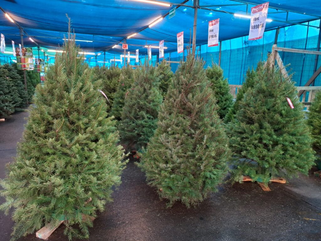 En aumento la venta de flor de nochebuena y pinos navideños naturales en Mazatlán