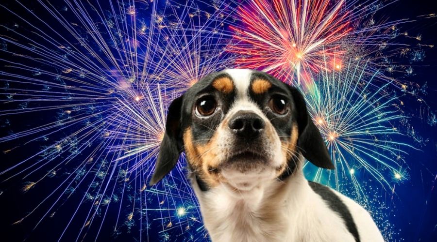 Perrito asustado con fondo de fuegos artificiales