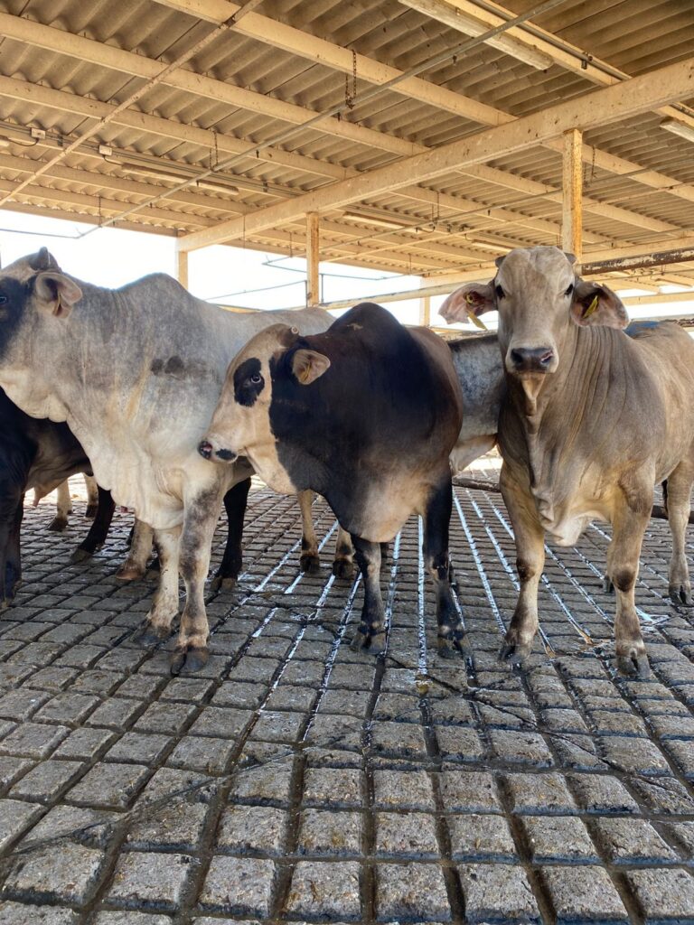 Vacas en el Rastro TIF de Mazatlán