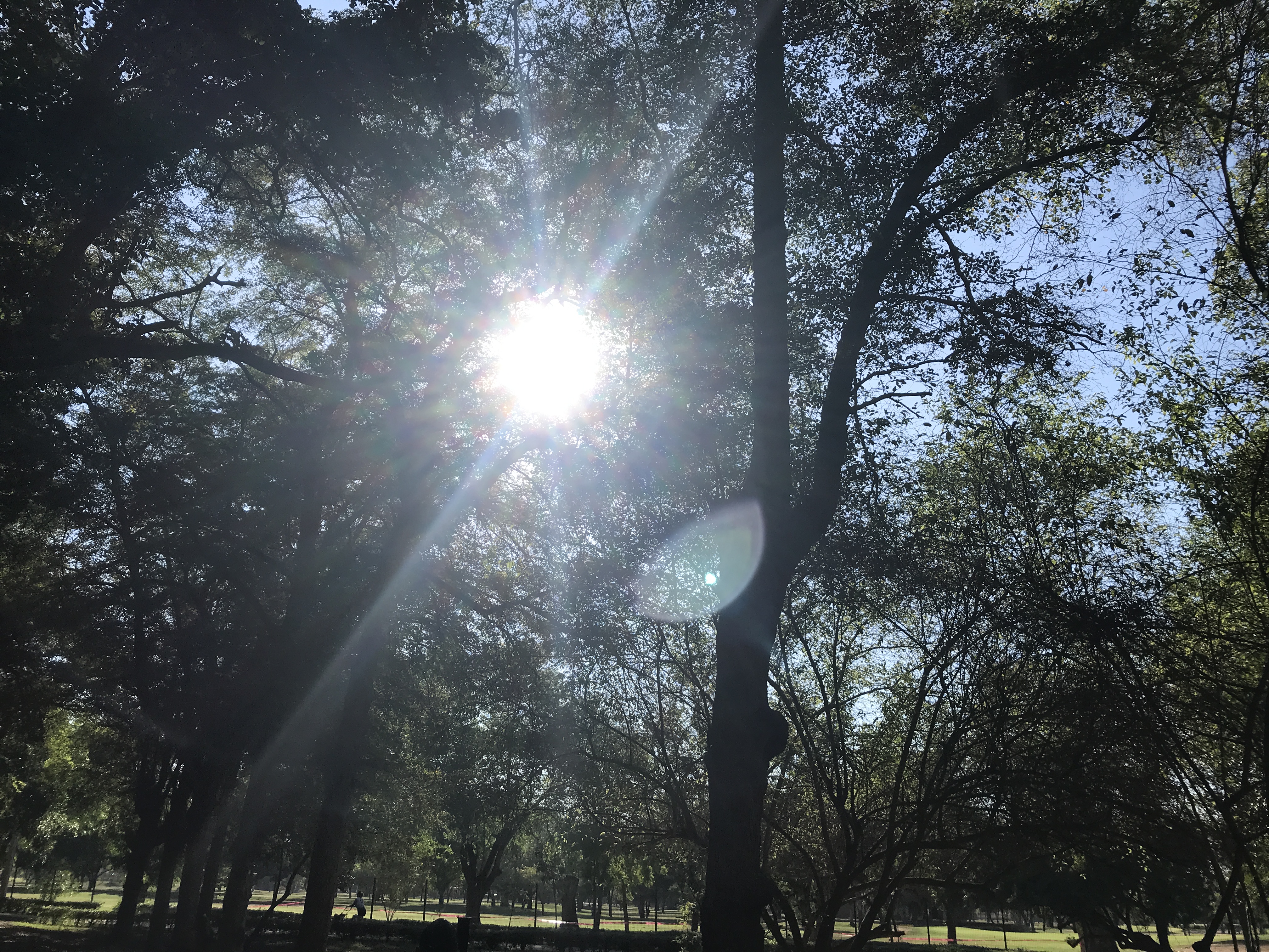 Luz solar filtrándose entre los árboles