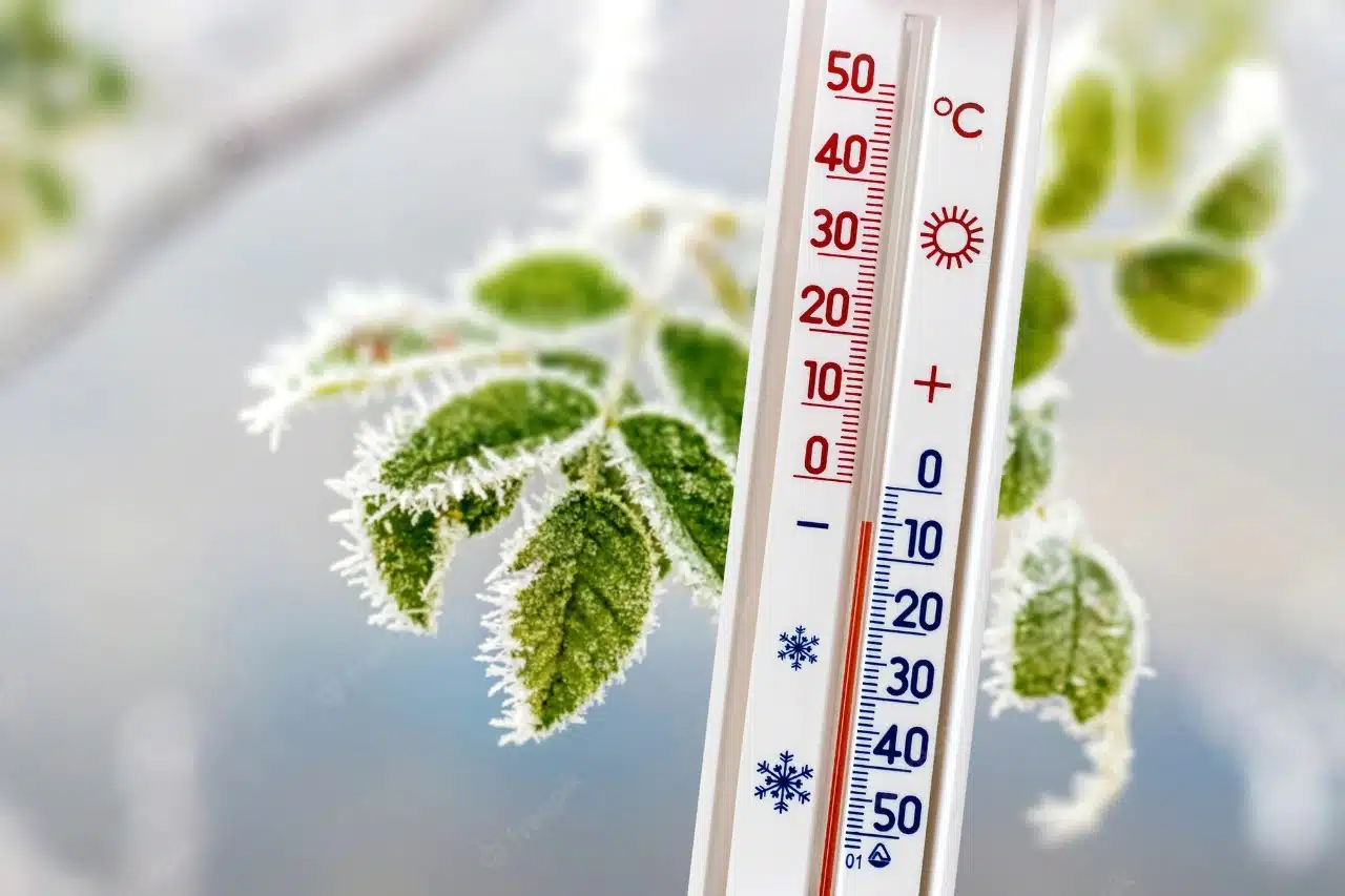 Hojas de planta rodeadas por hielo, un termómetro marcando temperaturas muy bajas