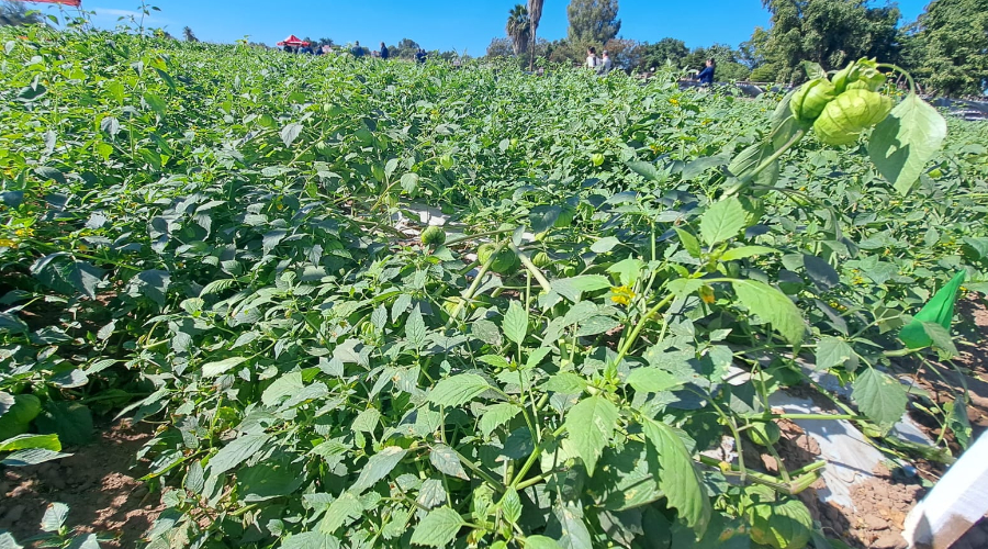 Tomatillos