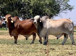 Dos toros sementales detrás de una cerca