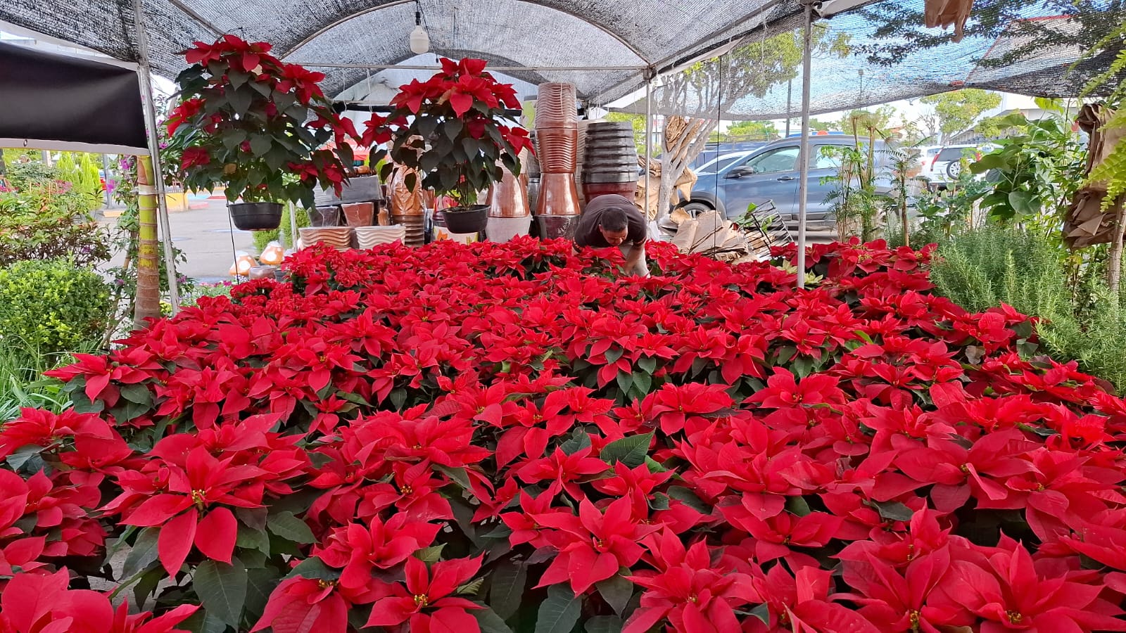 En aumento la venta de flor de nochebuena y pinos navideños naturales en Mazatlán