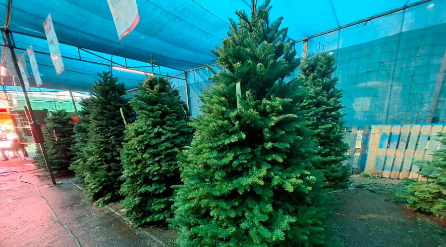 Pinos navideños a la venta en Mazatlán