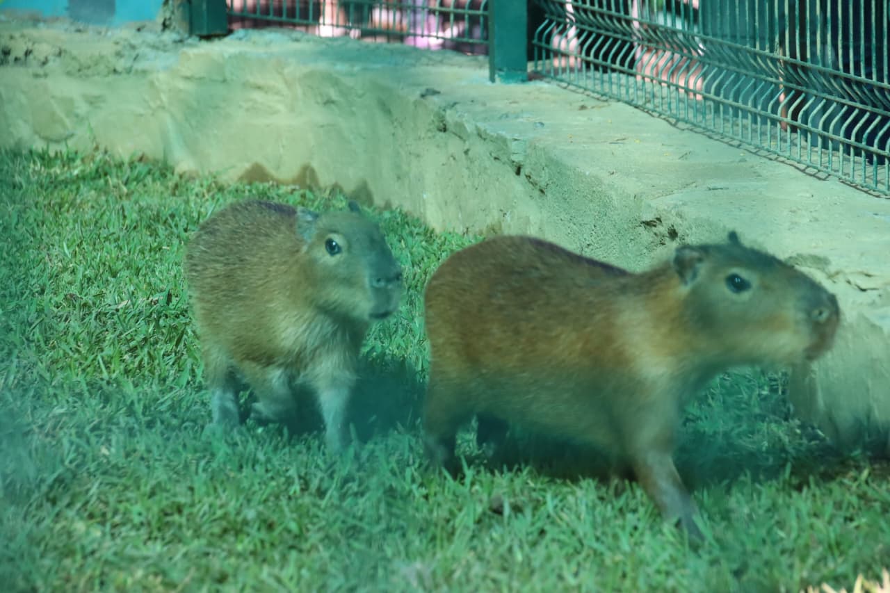 Capibaras en el Zoológico de Culiacán