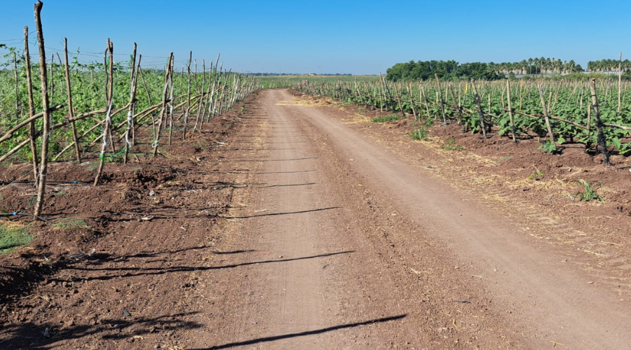 Camino hacia al campo agrícola