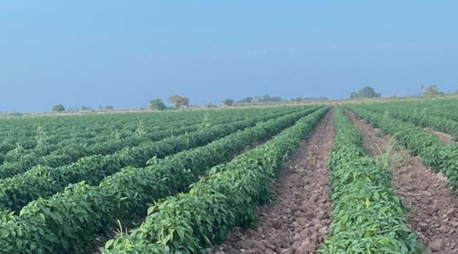Campo de cultivo de Sinaloa