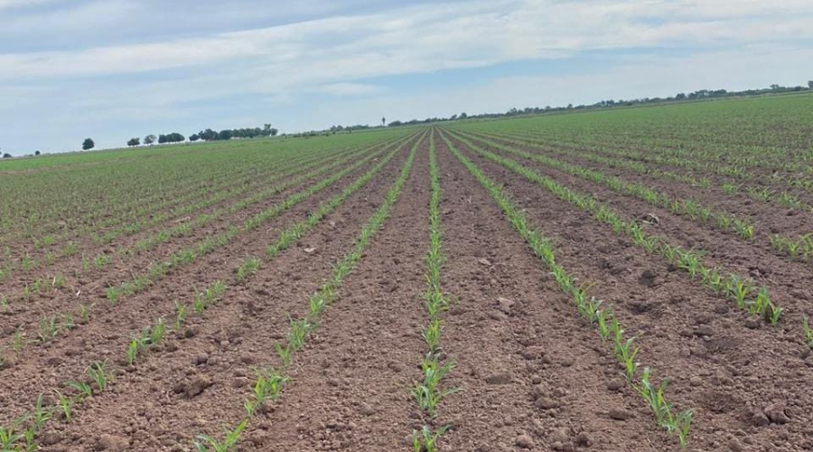 Cultivo en terreno agrícola recién labrado