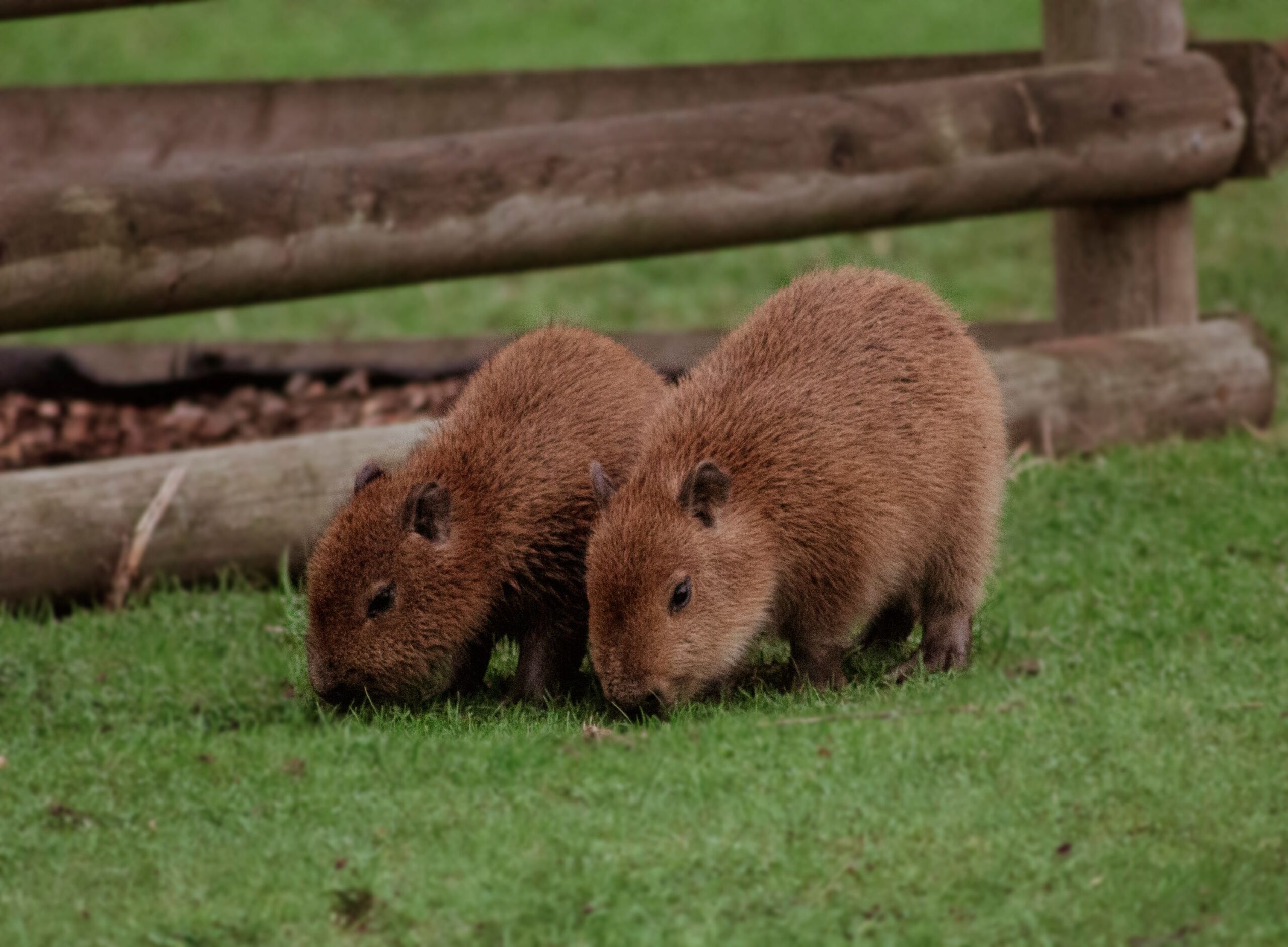 Dos capibaras alimentándose del pasto en un campo al aire libre