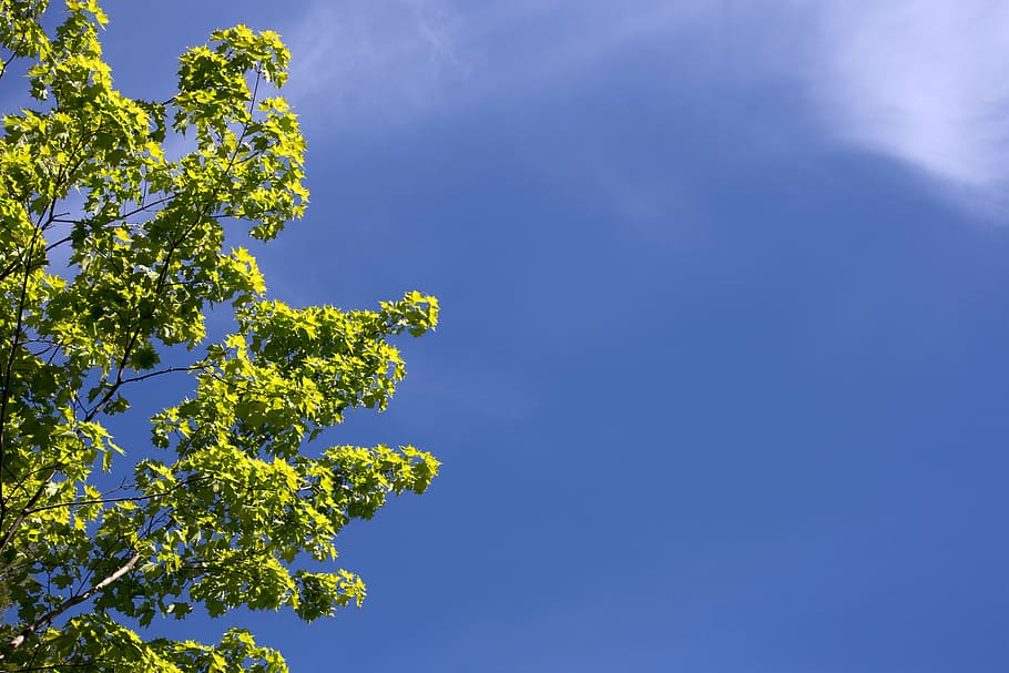 Cielo azul despejado con hojas verdes de un árbol
