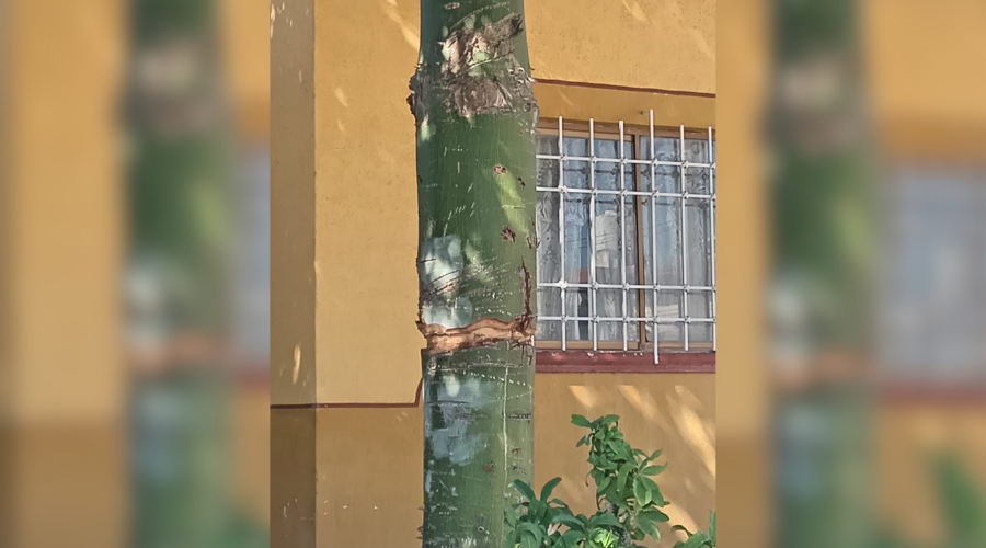Árbol “anillado”