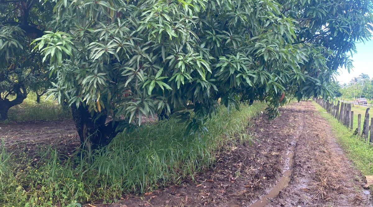 mango en huertas