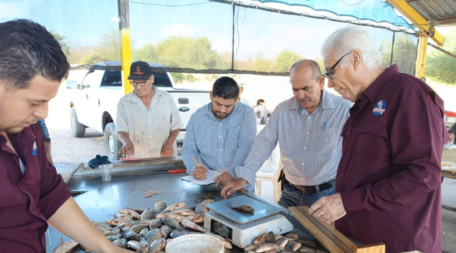 Pescadores de la presa Eustaquio Buelna en muestreo de pescados