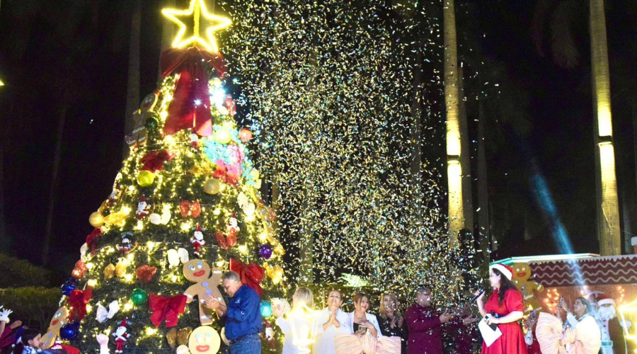 Encendido tradicional de pino navideño