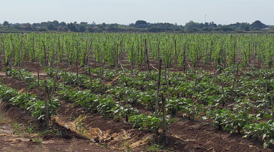 Campo de cultivos