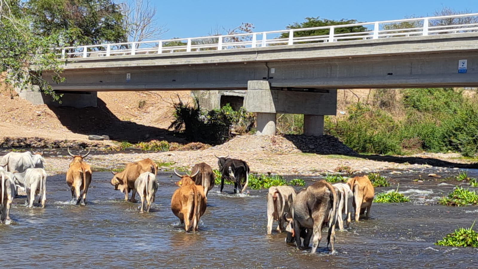 Vacas