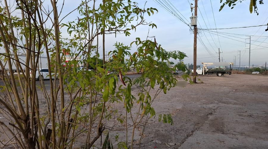Cuerpo de una persona asesinada cerca de una calle