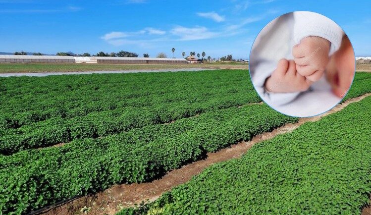 Abandonan a bebé recién nacido en un campo agrícola de Hermosillo; Fiscalía investiga el caso