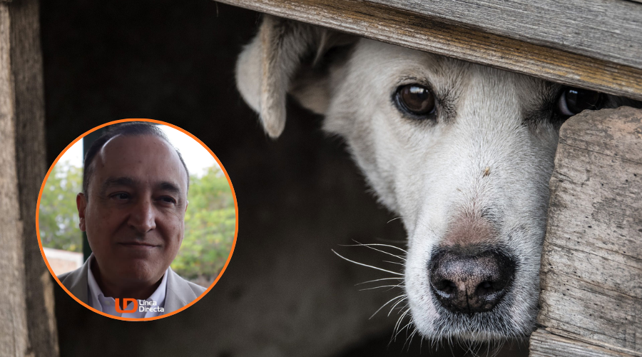 En grande un perro blanco escondiéndose y en un circulo el alcalde de Ahome