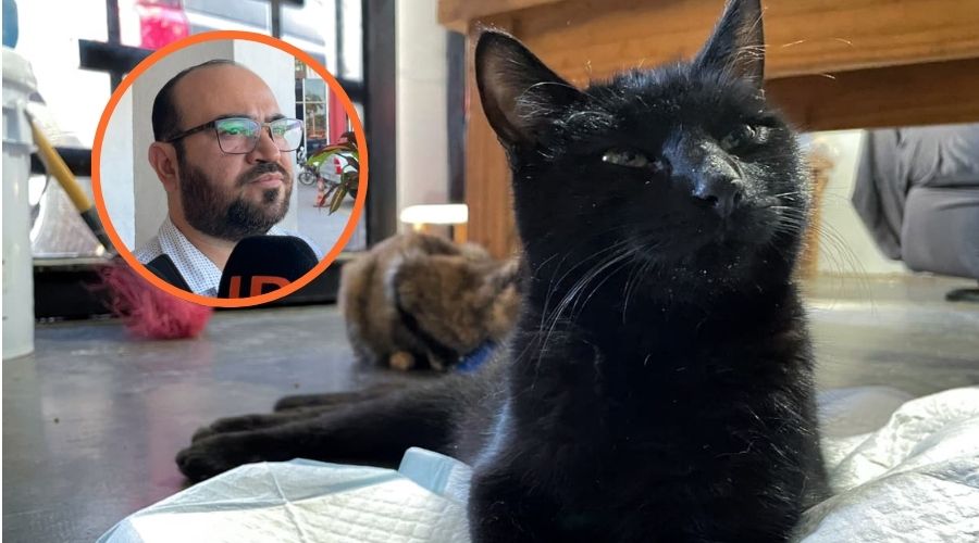 Agresión a un gato en Los Mochis