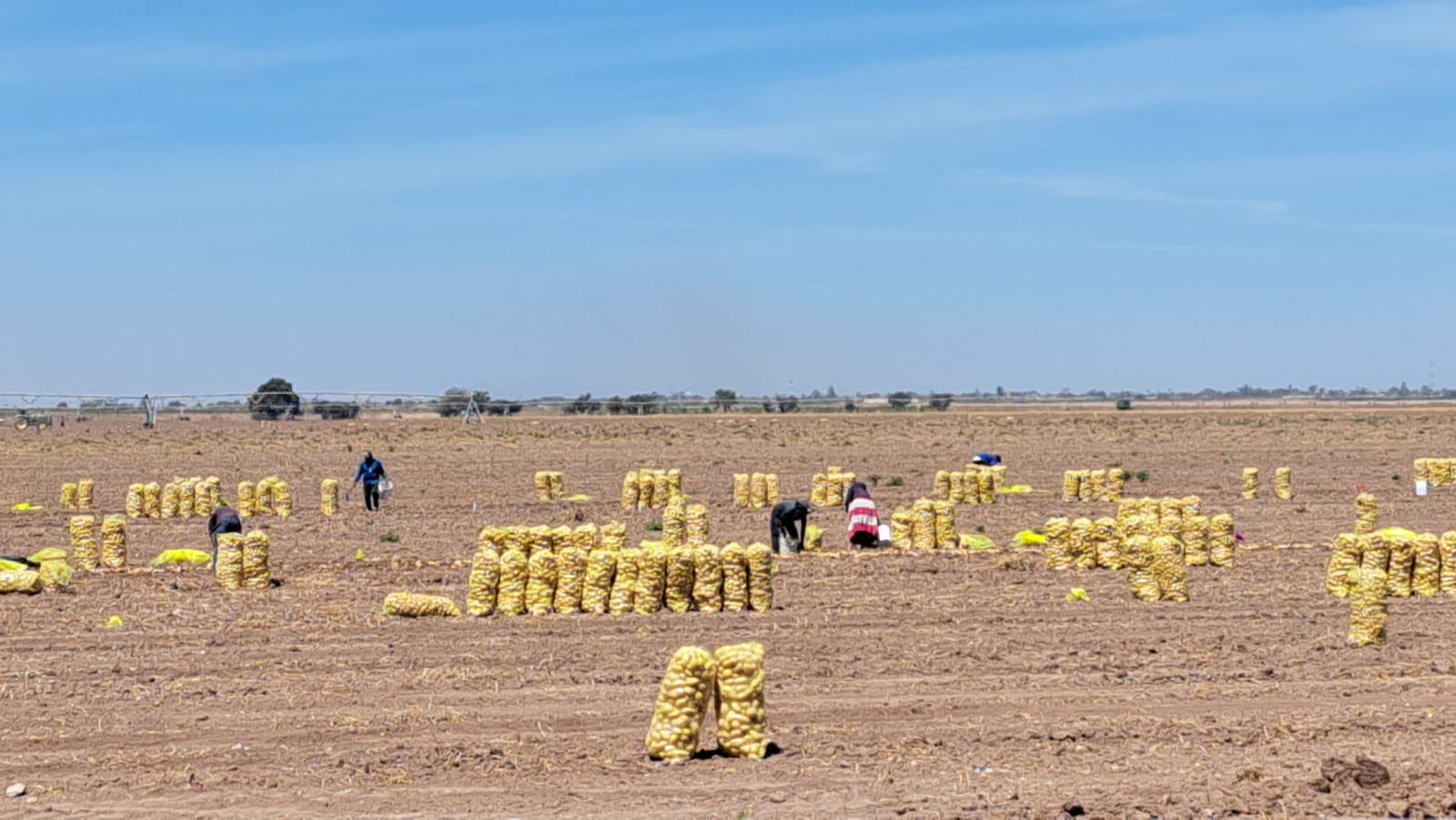 Campesinos realizando trabajo de cosecha
