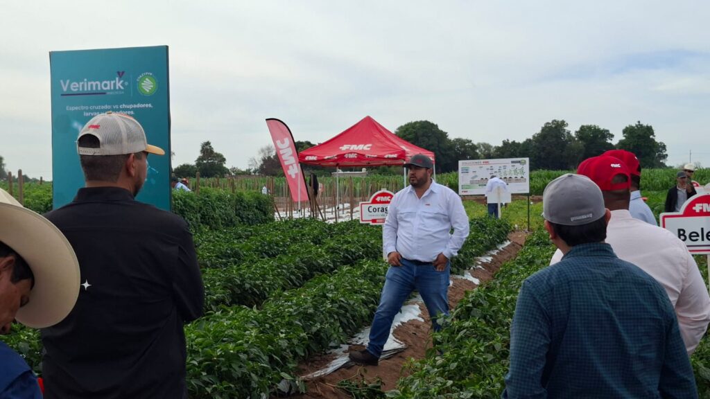 Campo en Sinaloa