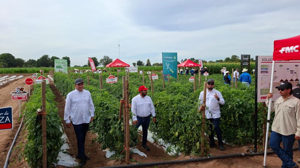 Campo en Sinaloa