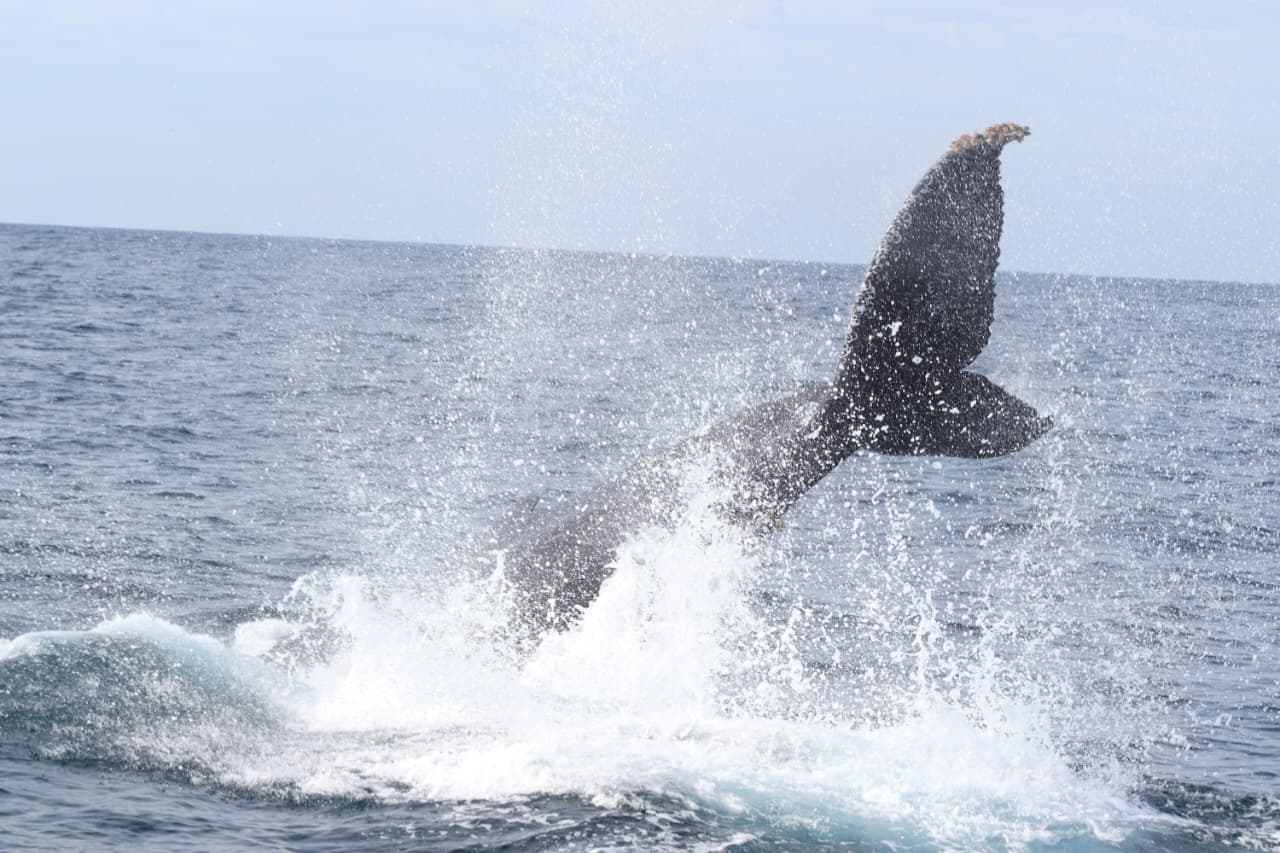 Avistamiento de ballena