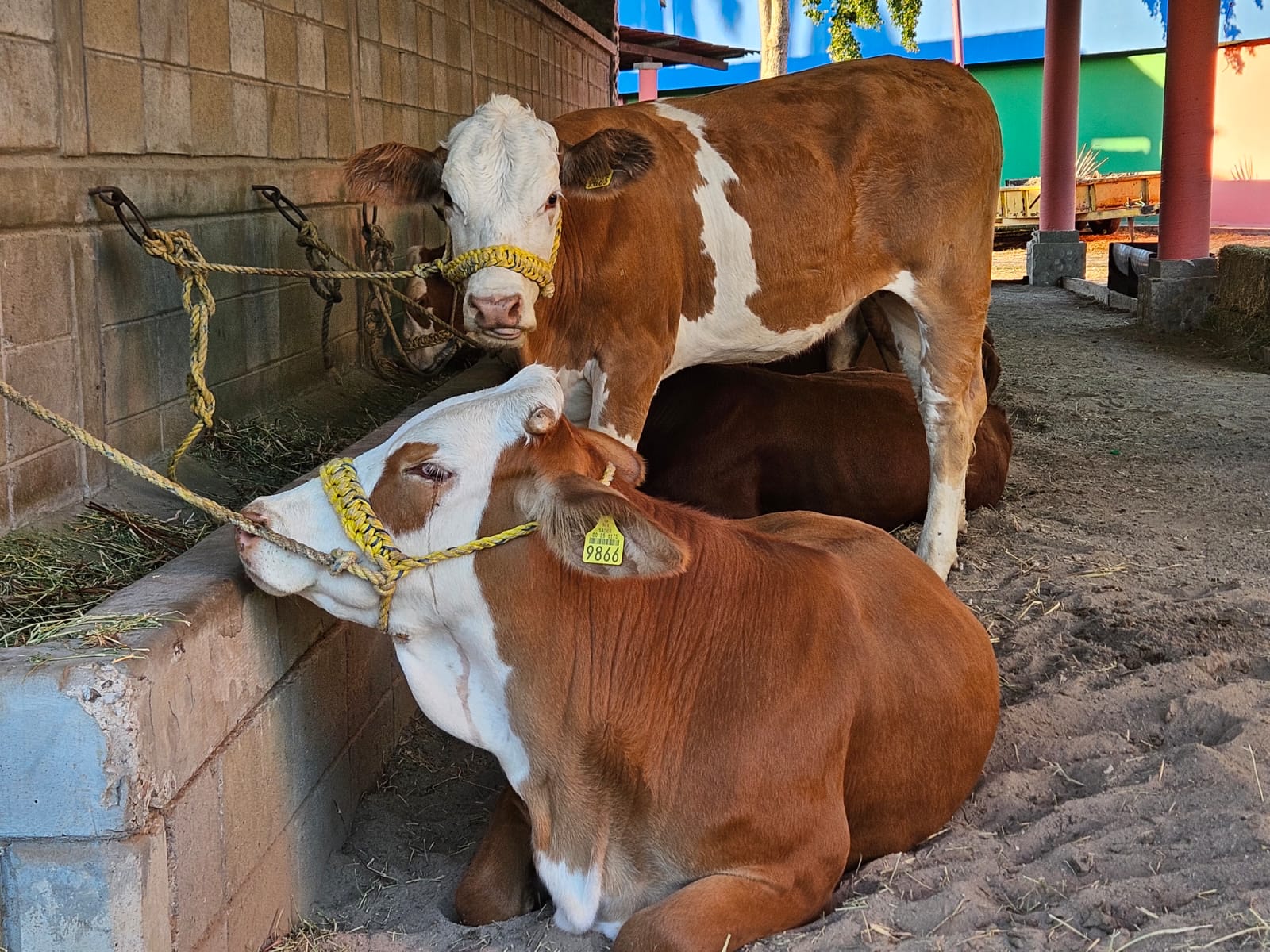 Ganado en un corral