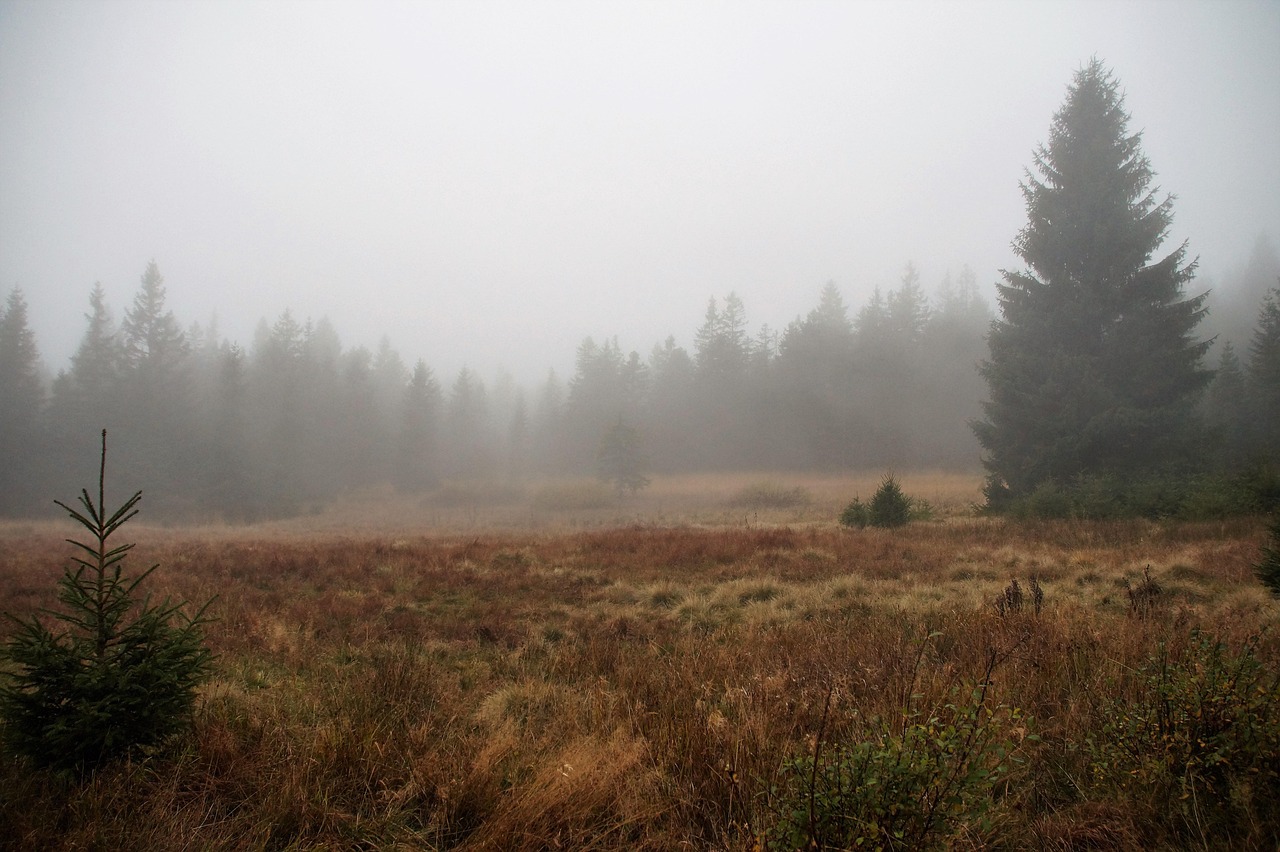 Paisaje boscoso o serrano con matorrales y pinos entre la densa niebla