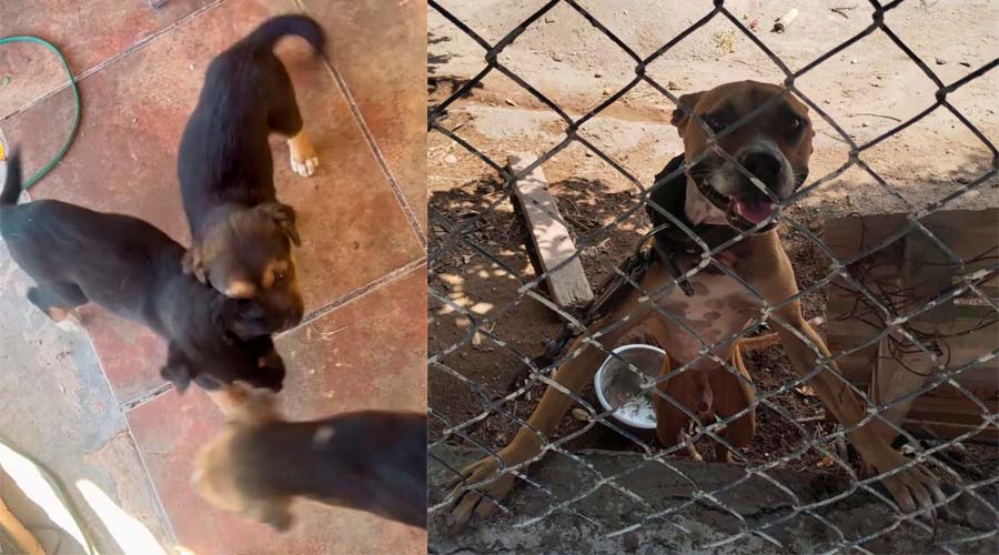 Buscan crear refugio animal ante casos de abandono y maltrato en Guasave